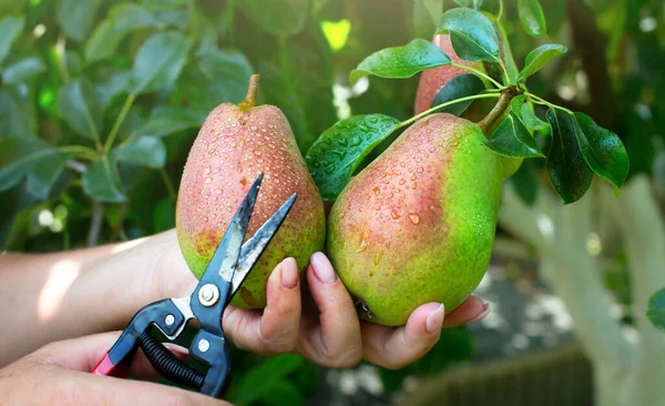 Colheita Pêra Pomar Mão Mulher Pegando Frutas Pêra Fundo Jardim — Fotografia de Stock