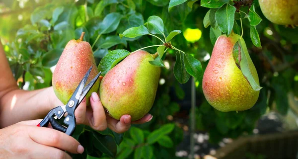 Vrouwen Hand Het Oppakken Van Peer Fruit Achtergrond Van Fruit — Stockfoto