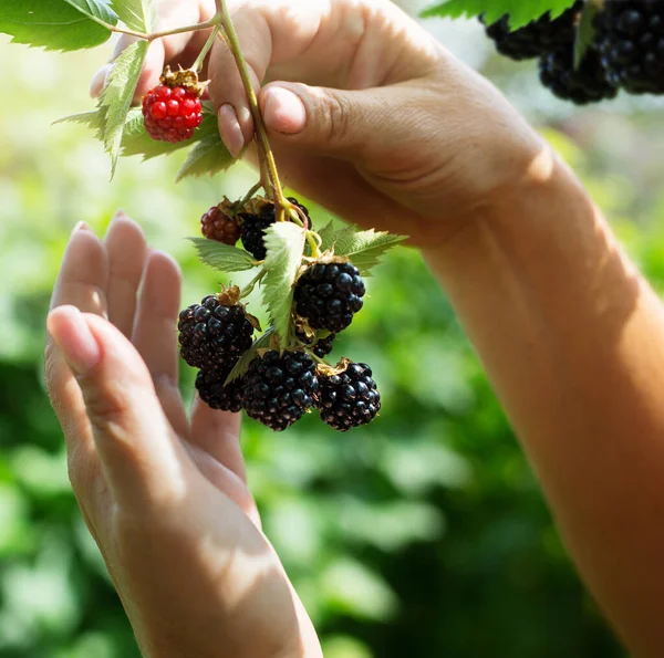 Womans hand picking up blackberry fruits on the background of fruit garden