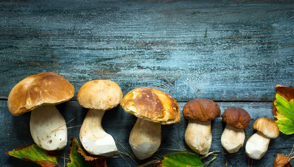 Cogumelos Cep Outono Seaso — Fotografia de Stock