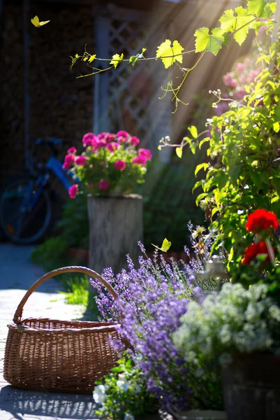 Arte Autunno Giardino Floreale Paesaggio Bel Fiore Lavanda Farfalla Volare — Foto Stock