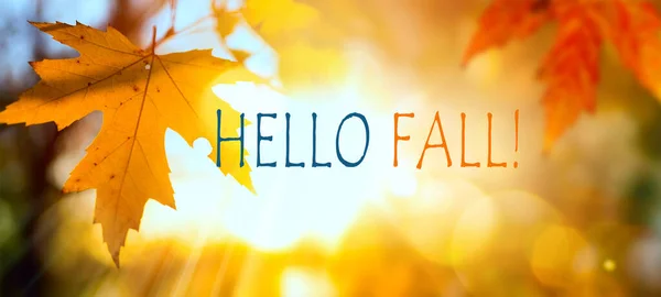 Адское Осеннее Послание Опавшими Листьями Осеннем Парке Фоновый Дизайн Баннеров — стоковое фото