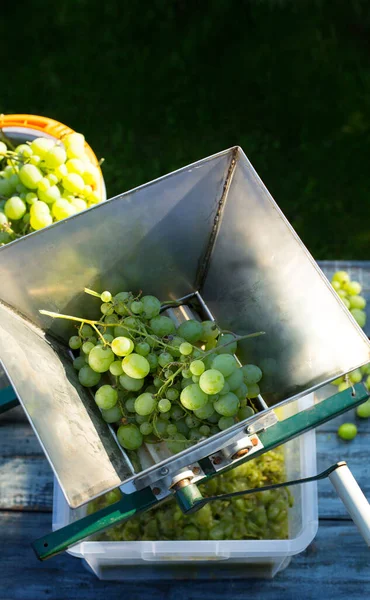 Vinificación Casera Trituradora Uva Uva Blanca — Foto de Stock