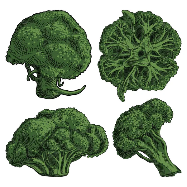 Quattro Fiori Broccoli Verdi Infiorescenza Uno Sfondo Bianco — Vettoriale Stock
