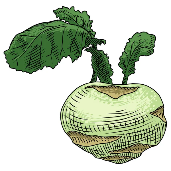 Hasznos zöldség. Karalábé, fehér alapon. Részletes rajz — Stock Vector
