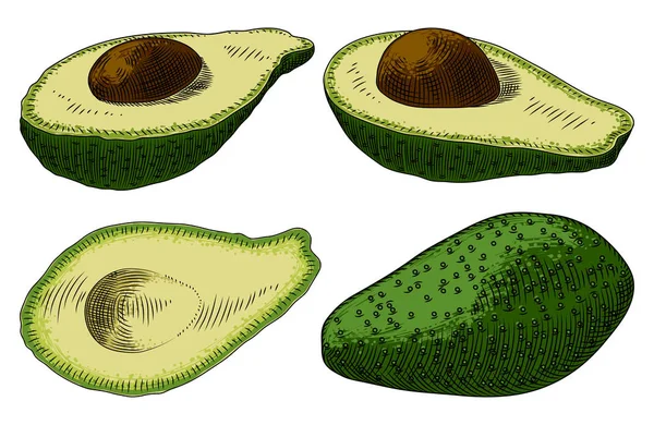 Verduras útiles. Aguacate sobre fondo blanco. Detallado drawi — Vector de stock