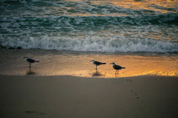 Gaviotas Playa Temprano Mañana Durante Amanecer Océano Atlántico — Foto de Stock