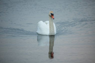 Göle sessiz kuğu (Cygnus rengi)