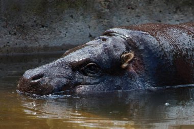 Pigme suaygırı (Choeropsis liberiensis veya Hexaprotodon liberiensis) Yüzme