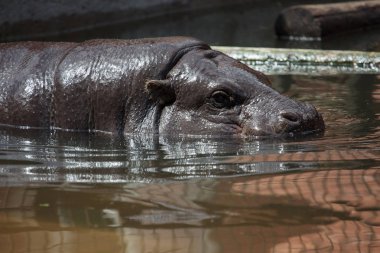 Pigme suaygırı (Choeropsis liberiensis veya Hexaprotodon liberiensis) Yüzme