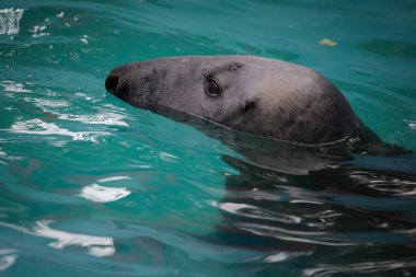 Mühür (Halichoerus grypus) yüzme su gri