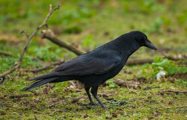 Gemeenschappelijke Raven Corvus Corax Staand Grond Humeurig Sfeer — Stockfoto