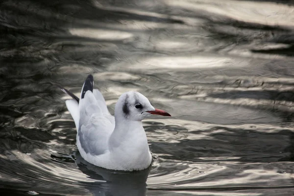 Seagull Ser Couriously Vattnet Närbild — Stockfoto