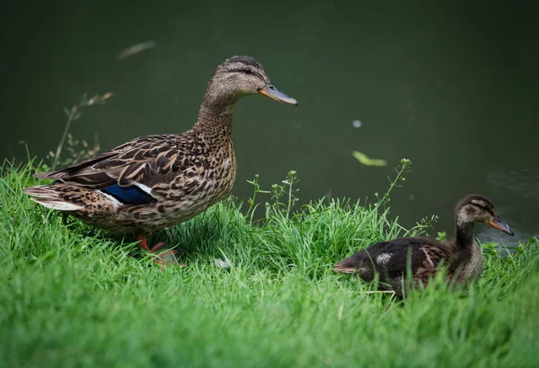 Stockente Oder Wildente Mit Entlein Ufer — Stockfoto