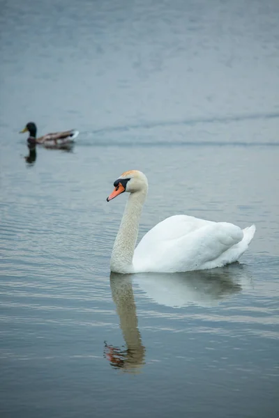 Mute Swan Cygnus Olor Lake — Stock Photo, Image