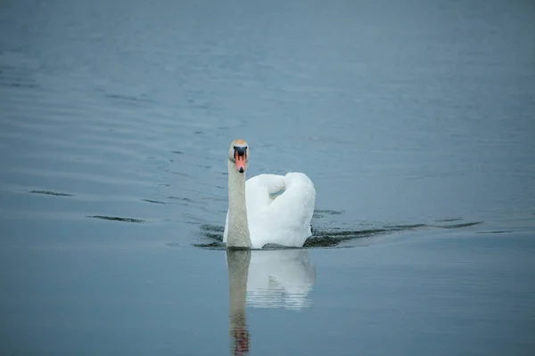 Cisne Mudo Cygnus Olor Lago — Fotografia de Stock