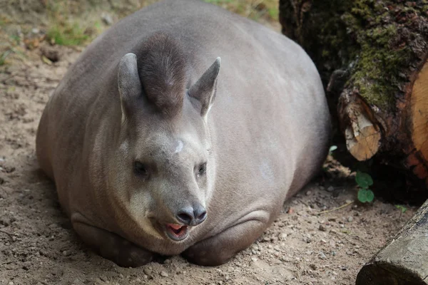 Πορτρέτο Τάπιρος Της Νότιας Αμερικής Tapirus Terrestris — Φωτογραφία Αρχείου