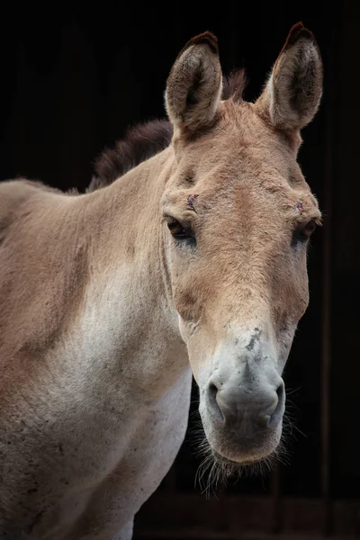 Ritratto Kulan Turkmeno Equus Hemionus Kulan — Foto Stock