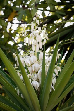 Ortak avize ağacı ya da İspanyolca süngü (Yucca filamentosa) çiçek