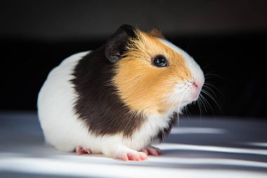 Gine domuzu (Cavia porcellus) popüler bir evcil hayvandır..