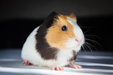 Gine domuzu (Cavia porcellus) popüler bir evcil hayvandır..