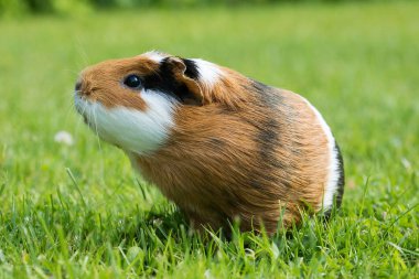 Gine domuzu (Cavia porcellus) popüler bir evcil hayvandır..