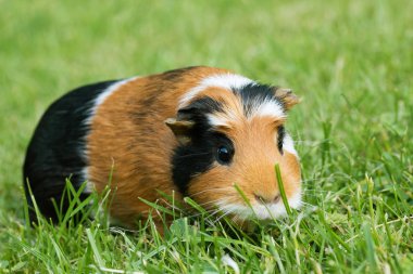 Gine domuzu (Cavia porcellus) popüler bir evcil hayvandır..