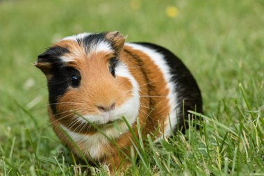 Gine domuzu (Cavia porcellus) popüler bir evcil hayvandır..