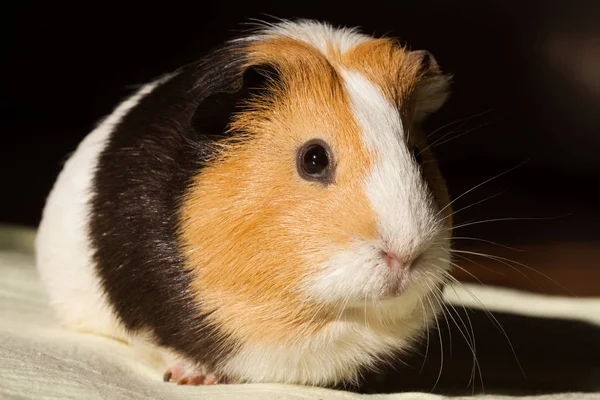 Gine Domuzu Cavia Porcellus Popüler Bir Evcil Hayvandır — Stok fotoğraf