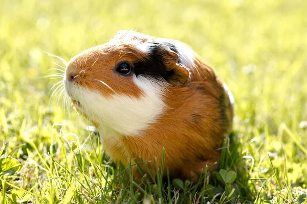 Gine domuzu (Cavia porcellus) popüler bir evcil hayvandır..