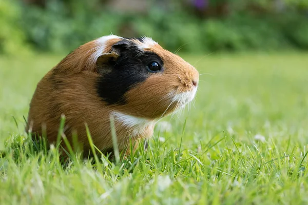 Gine domuzu (Cavia porcellus) popüler bir evcil hayvandır..