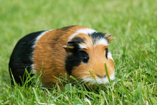 Marsvin Cavia Porcellus Ett Populärt Husdjur — Stockfoto