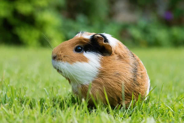 Gine domuzu (Cavia porcellus) popüler bir evcil hayvandır..