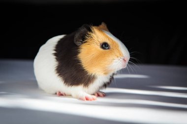 Gine domuzu (Cavia porcellus) popüler bir evcil hayvandır..