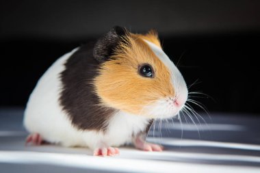 Gine domuzu (Cavia porcellus) popüler bir evcil hayvandır..