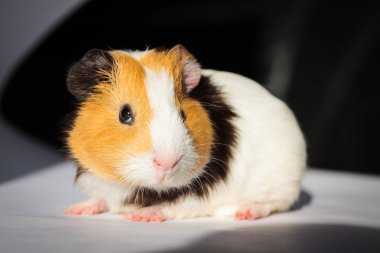Gine domuzu (Cavia porcellus) popüler bir evcil hayvandır..