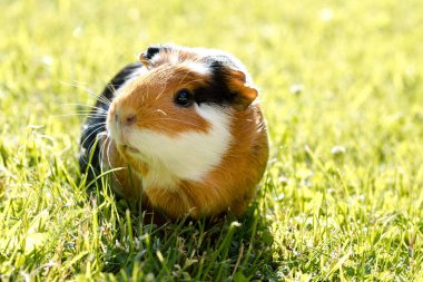 Gine domuzu (Cavia porcellus) popüler bir evcil hayvandır..