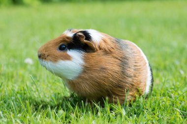 Gine domuzu (Cavia porcellus) popüler bir evcil hayvandır..