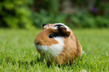 Gine domuzu (Cavia porcellus) popüler bir evcil hayvandır..