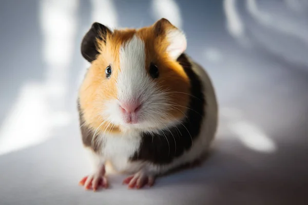 Meerschweinchen Cavia Porcellus Ist Ein Beliebtes Haustier — Stockfoto