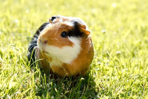 Porco Guiné Cavia Porcellus Animal Estimação Doméstico Popular — Fotografia de Stock