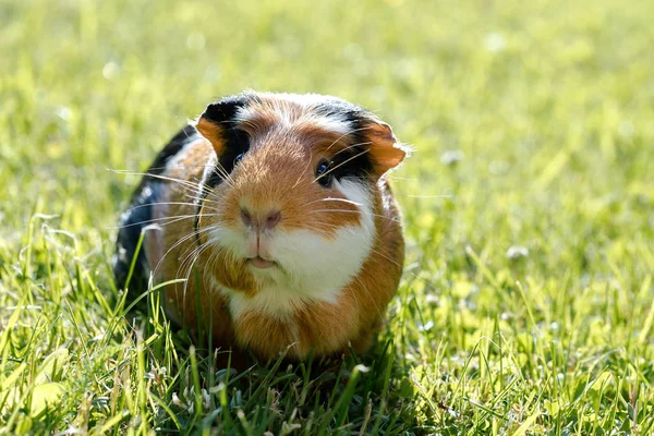 Porco Guiné Cavia Porcellus Animal Estimação Doméstico Popular — Fotografia de Stock