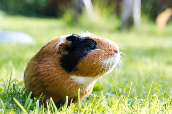 Gine Domuzu Cavia Porcellus Popüler Bir Evcil Hayvandır — Stok fotoğraf