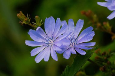 Çayırda ortak hindiba (Cichorium intybus)