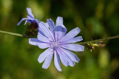 Çayırda ortak hindiba (Cichorium intybus)