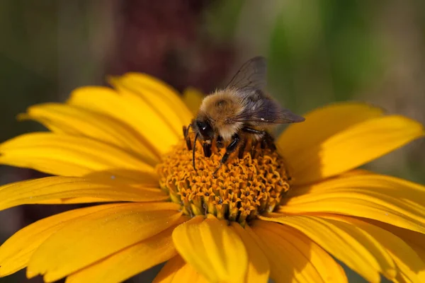 Doronicum Grandiflorum Flower Head Closeup Bumblebee — Stock Photo, Image