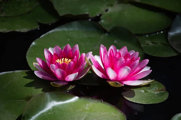 Розовая Водяная Лилия Nymphaea Alba Пруду — стоковое фото