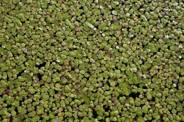 Yaygın duckweed veya daha az duckweed (Lemna minor), suda yaşayan bir tatlı su bitki kolonisi