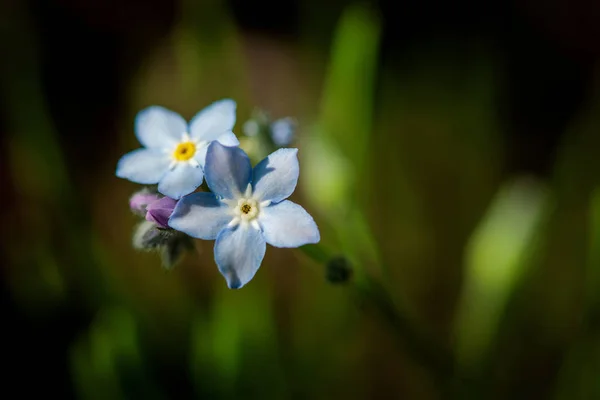 Pole Pomněnka Myosotis Arvensis Zahradě — Stock fotografie