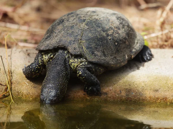 Tartaruga Europeia Emys Orbicularis Perto Água — Fotografia de Stock